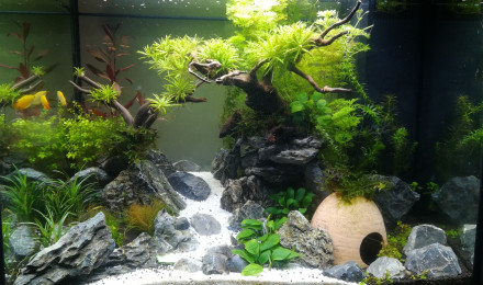 aquarium Aquascape maison