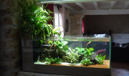 aquarium 160L en eau douce