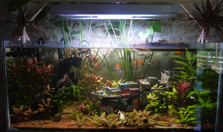 aquarium 350L