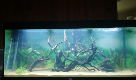 aquarium Amazonien