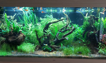 aquarium Rio 450