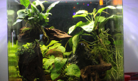 aquarium Betta tank