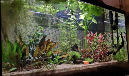 aquarium P96