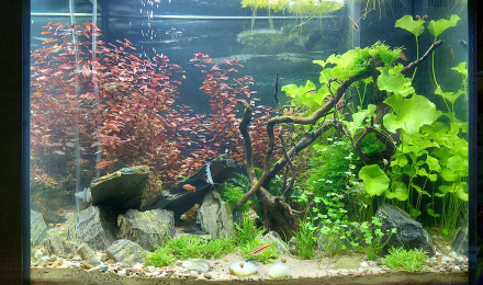 aquarium Pouet120