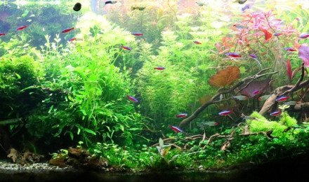 aquarium Jungle au pied du volcan