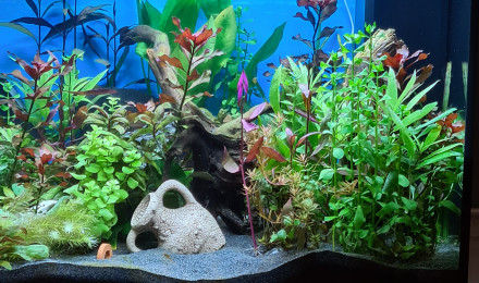 aquarium juwel lido 120