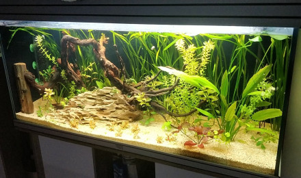 aquarium Le tant désiré xD