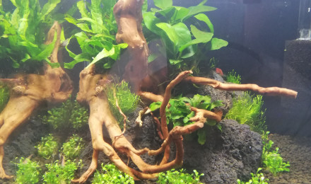aquarium Nano Red Betta