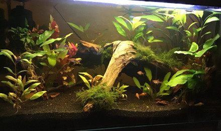 aquarium 80l