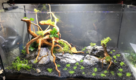 aquarium Aquascaping 1