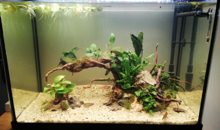 aquarium Tropical river