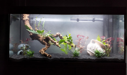 aquarium aquarium 296 L brut
