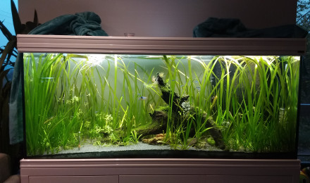 aquarium Presque amazonien