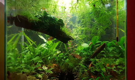 aquarium Little Paradise