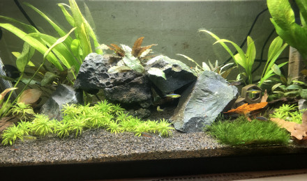 aquarium 80l