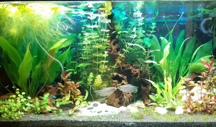 aquarium Aquarium Salon