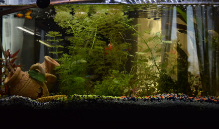 aquarium bac 100 l