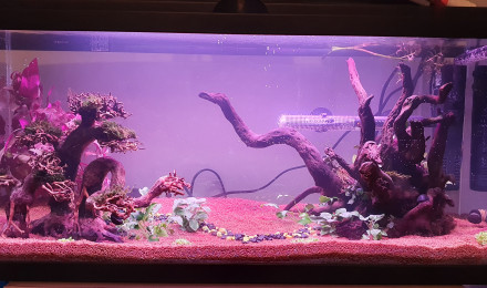 aquarium 75 L Deuxième aquarium