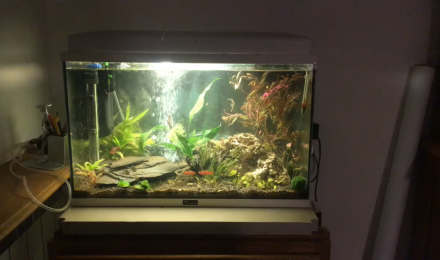 aquarium Mon 1er Aquarium