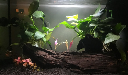 aquarium Projet repro bettas