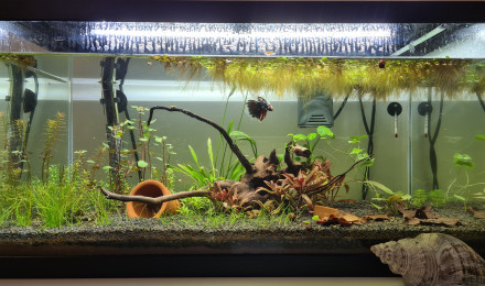aquarium Aqua Betta