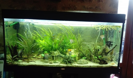 aquarium bac amazonien
