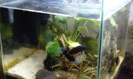 aquarium poisson combattant