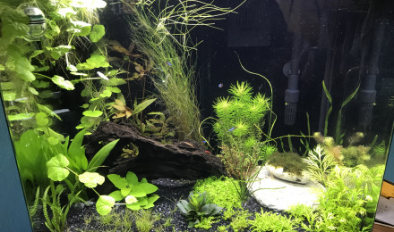 aquarium Redsea Aqua