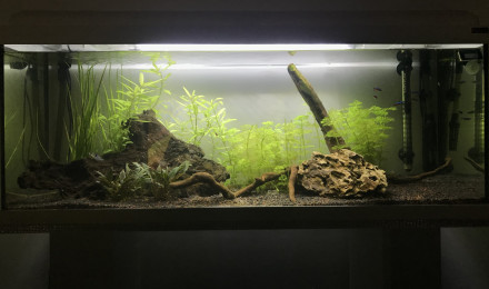 aquarium 100L