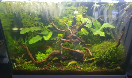aquarium Bac 80L Neo et Japo