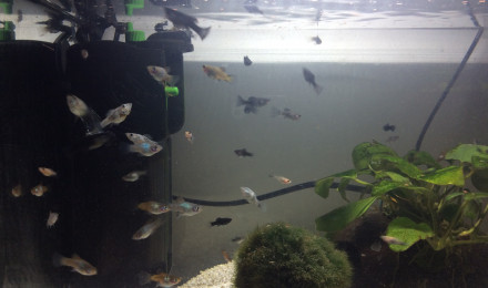aquarium Petit aquarium