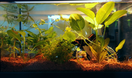 aquarium 20L