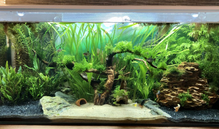 aquarium Le principal