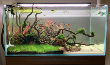 aquarium Optiwhite-250L