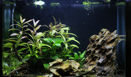 aquarium DEEP TIK G