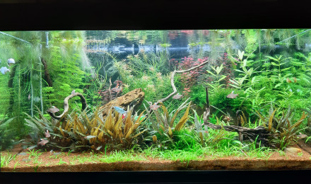 aquarium Proxima 250litres