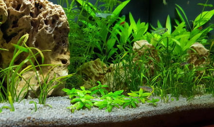 aquarium Fluval flex 34 L
