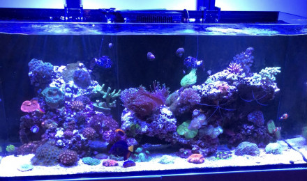 aquarium Recifal 350
