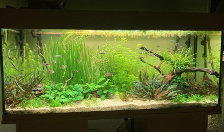 aquarium Communautaire