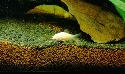 aquarium Aquarium amazonien
