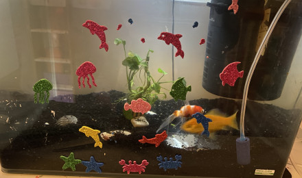 aquarium Poissons rouges