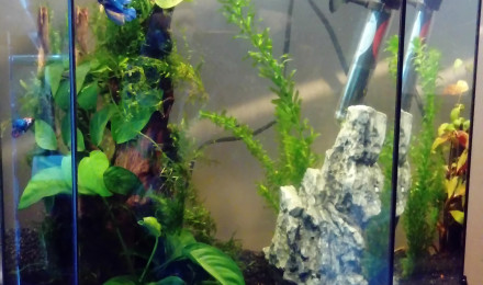 aquarium aquarium betta femelle
