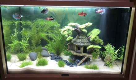 aquarium Aquarium