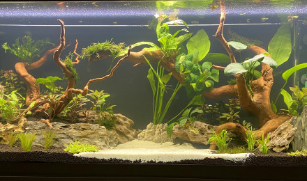 aquarium bureau amazo