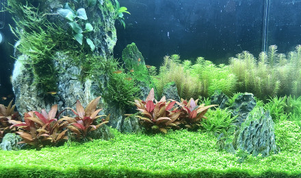 aquarium Aquarium Dry start method