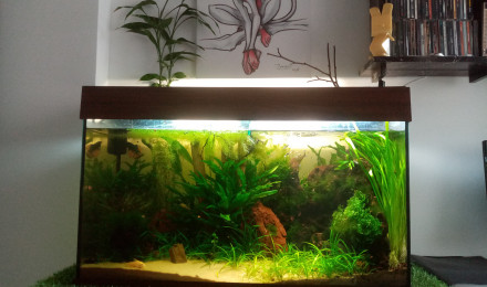 aquarium Principal 100l