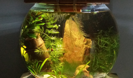 aquarium Secondaire 6l