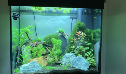 aquarium Gilles