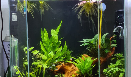 aquarium Jungle
