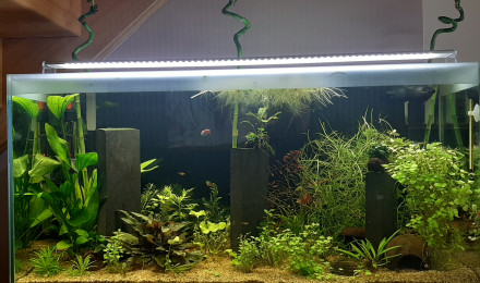 aquarium aqua thi